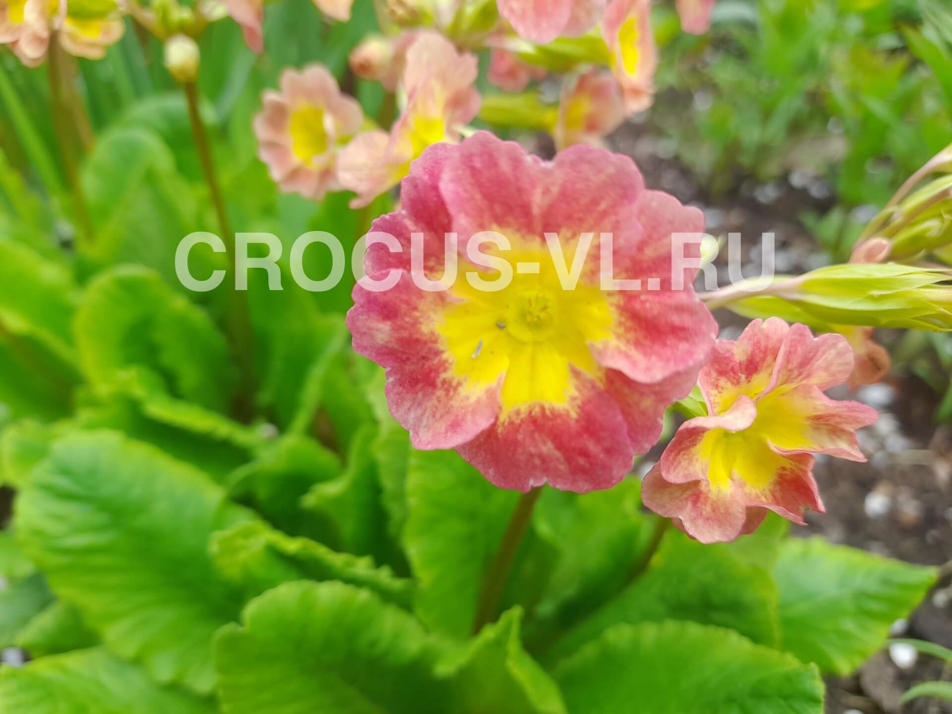 Примула высокая «Жемчужная»